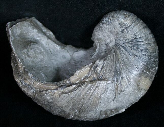 Gryphaea (Devil's Toenail) Fossil Oyster - Jurassic #9893